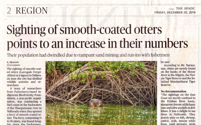 Hindu - Smooth Coated Otter
