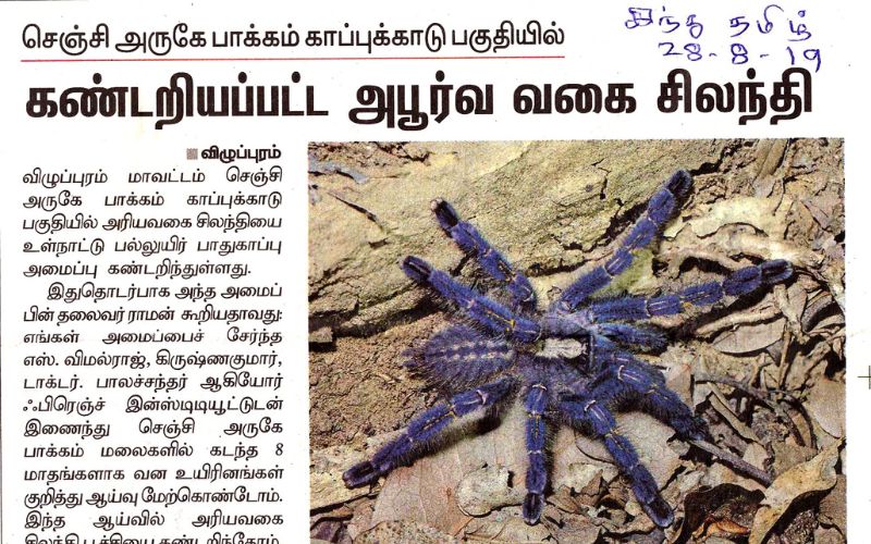 Hindu Tamil - Gooty Tarantula