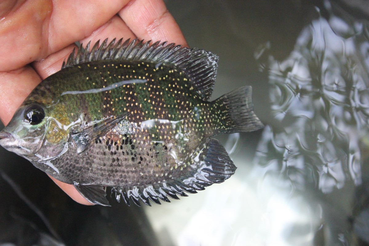 Native Fish Conservation