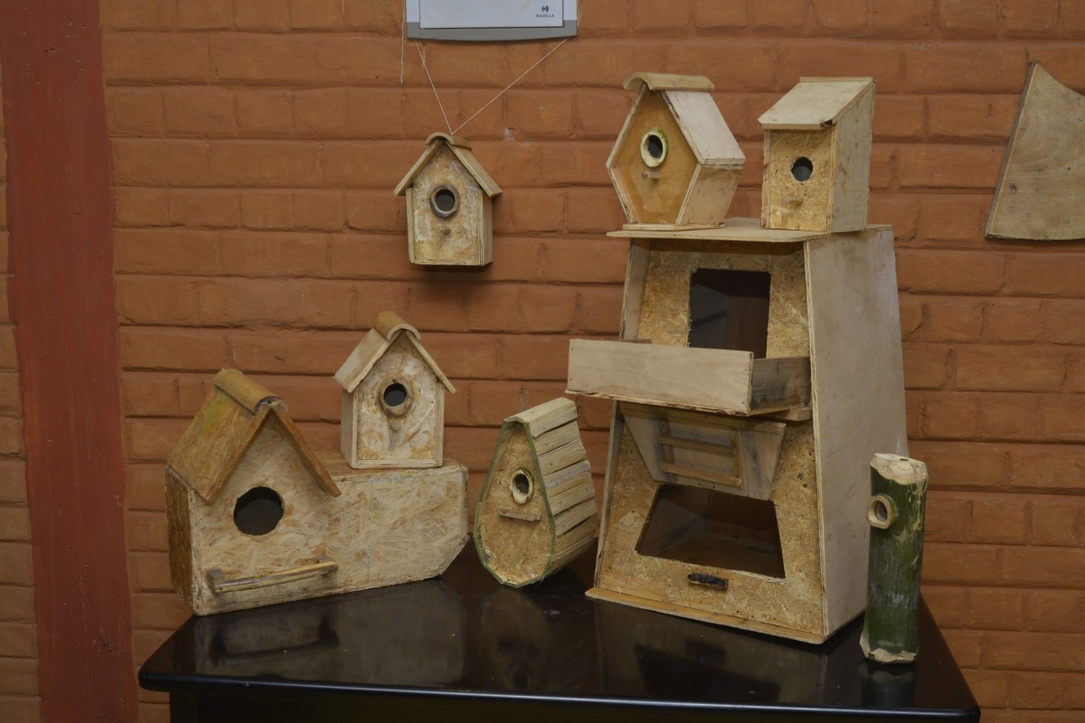 Native Birds and Bats